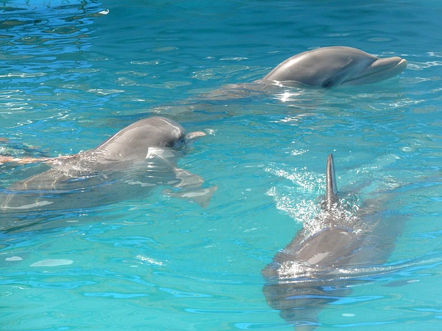 delfíni v bazénu