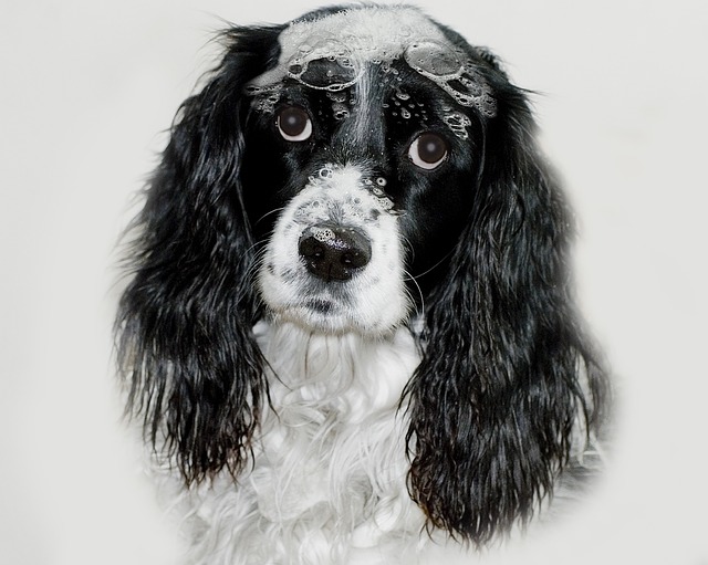 english springer spaniel