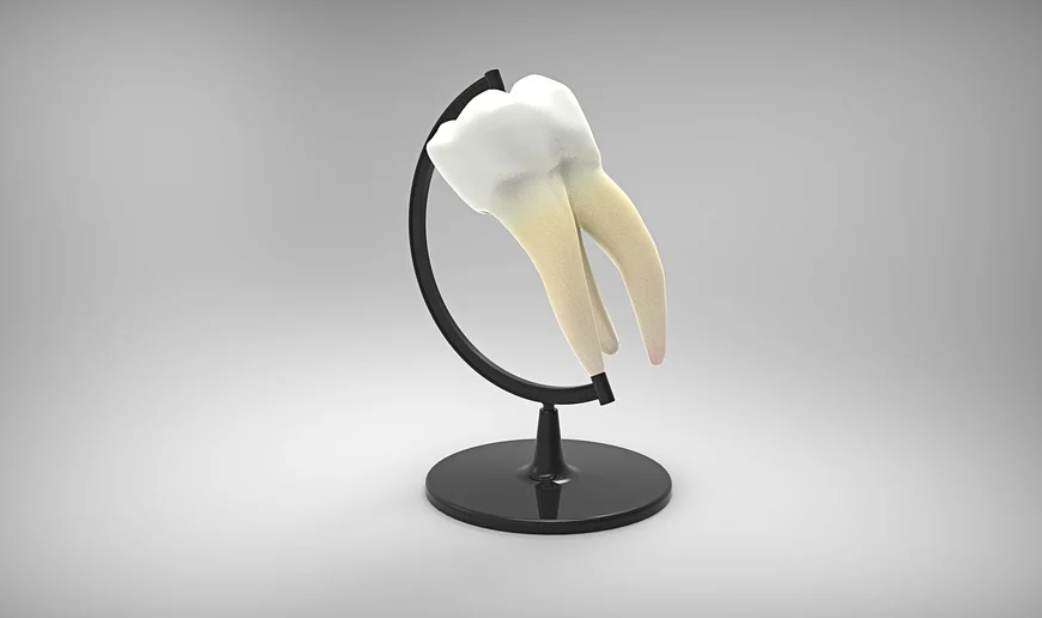 ukázkový zub